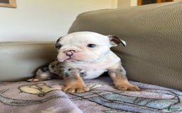 English Bulldog dogs for sale: Reese - Image 2