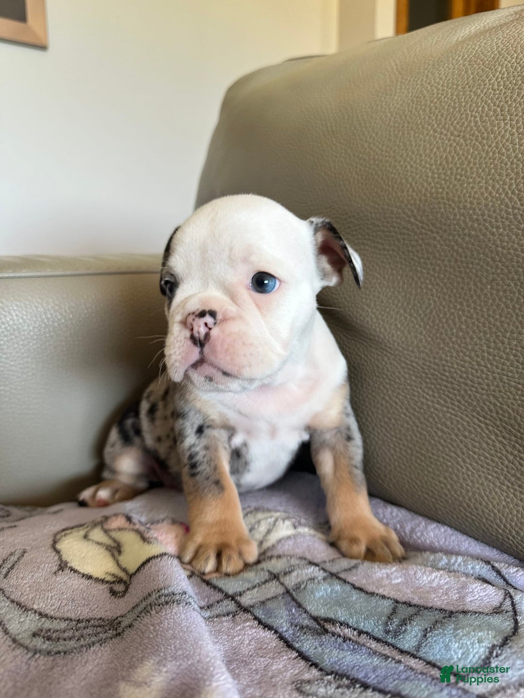 English Bulldog dogs for sale: Reese - Image 2