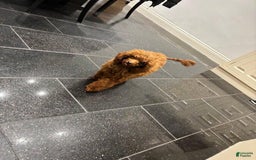 Mini Goldendoodle dogs for sale: Mr Black - Image 4