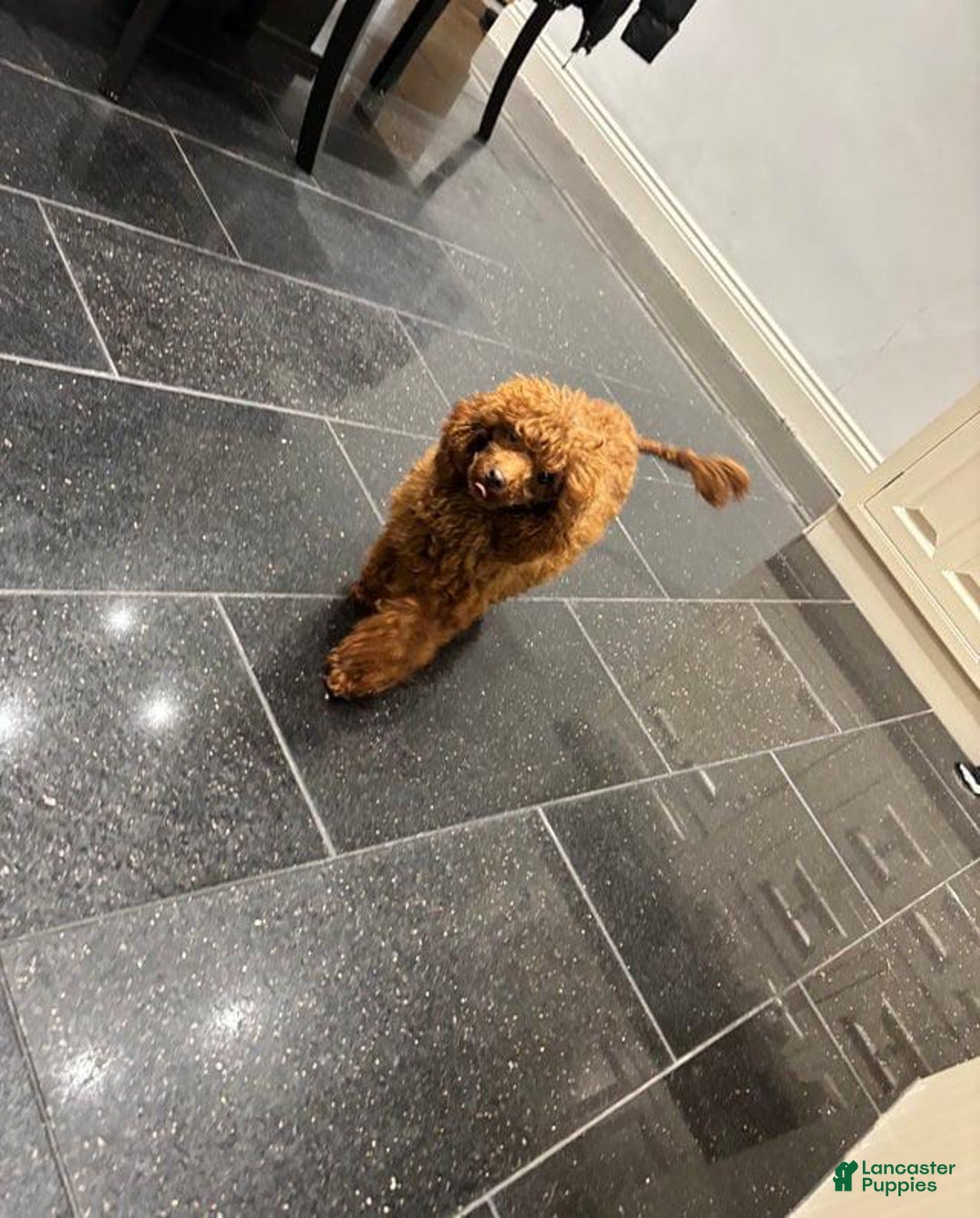 Mini Goldendoodle dogs for sale: Mr Black - Image 4