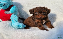 Toy Poodle dogs for sale: Tucker - Image 5