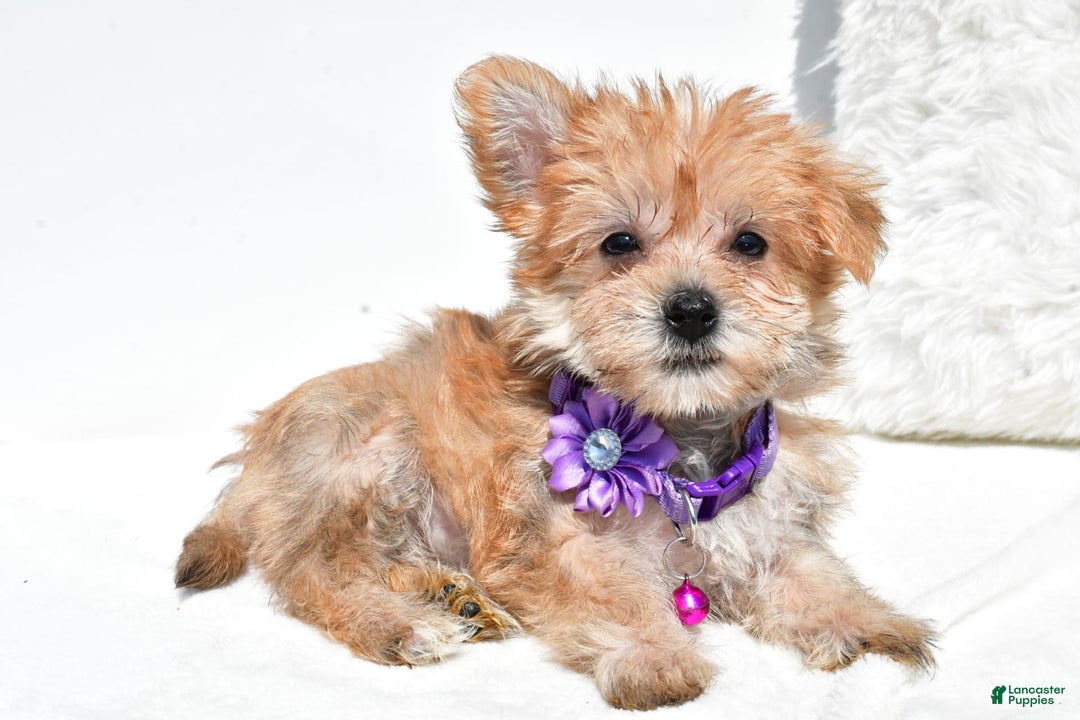 Morkie dogs for sale: Rose Teacup - Image 2