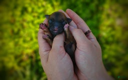 Morkie dogs for sale: Rare Gold Sable Firefly - Image 9