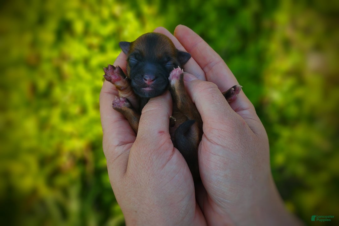 Morkie dogs for sale: Rare Gold Sable Firefly - Image 9