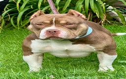 American Bully dogs for sale: louie - Image 1