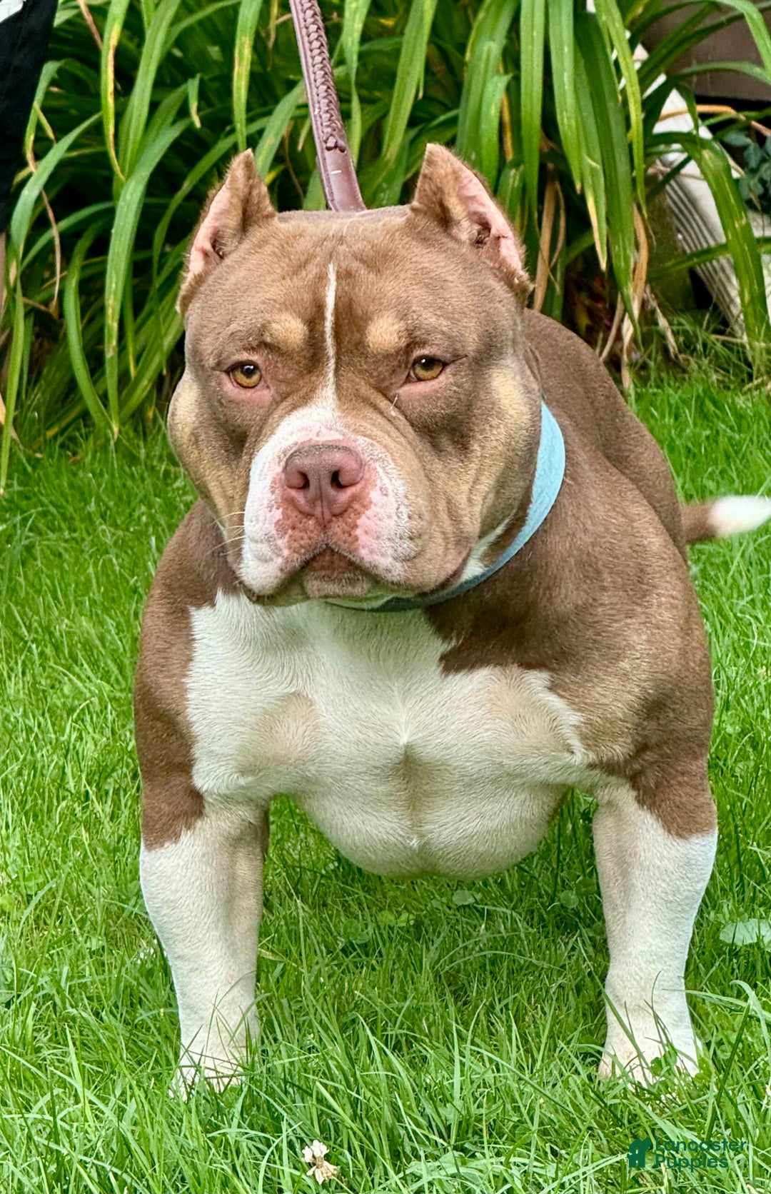 American Bully dogs for sale: louie - Image 1