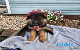 German Shepherd dogs for sale: Jonah - Image 1