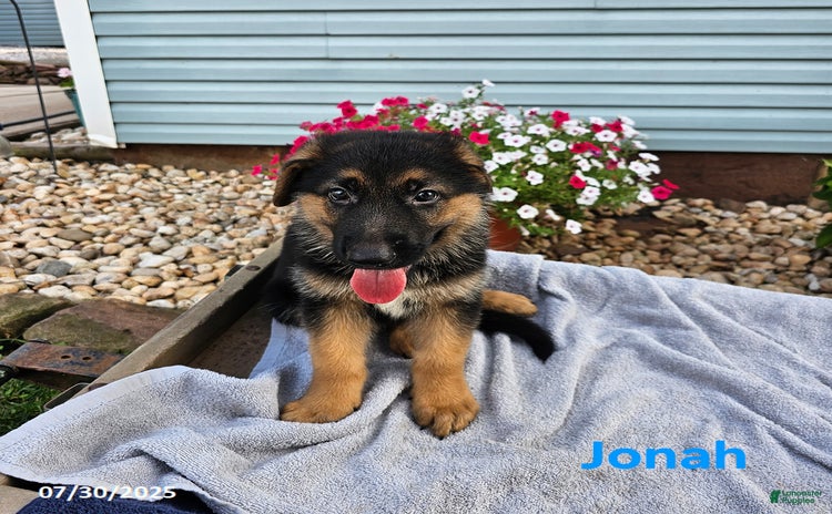 German Shepherd dogs for sale - Ad 3