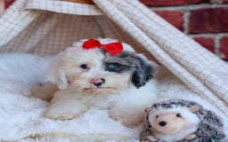 Bichpoo dogs for sale: Bowie - Image 10