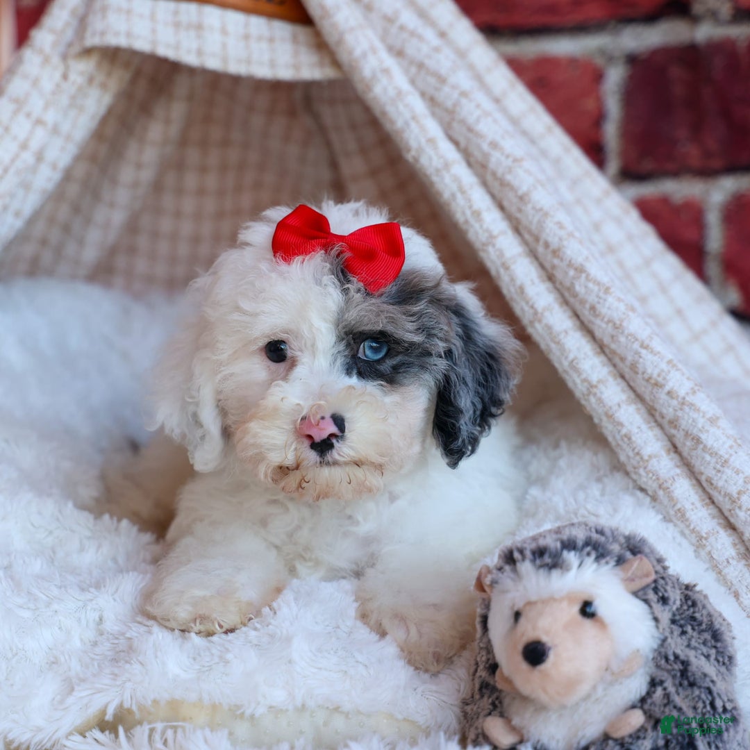 Bichpoo dogs for sale: Bowie - Image 10