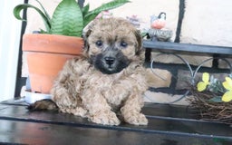 Shihpoo dogs for sale: Shih-Poo 5 puppies - Image 7