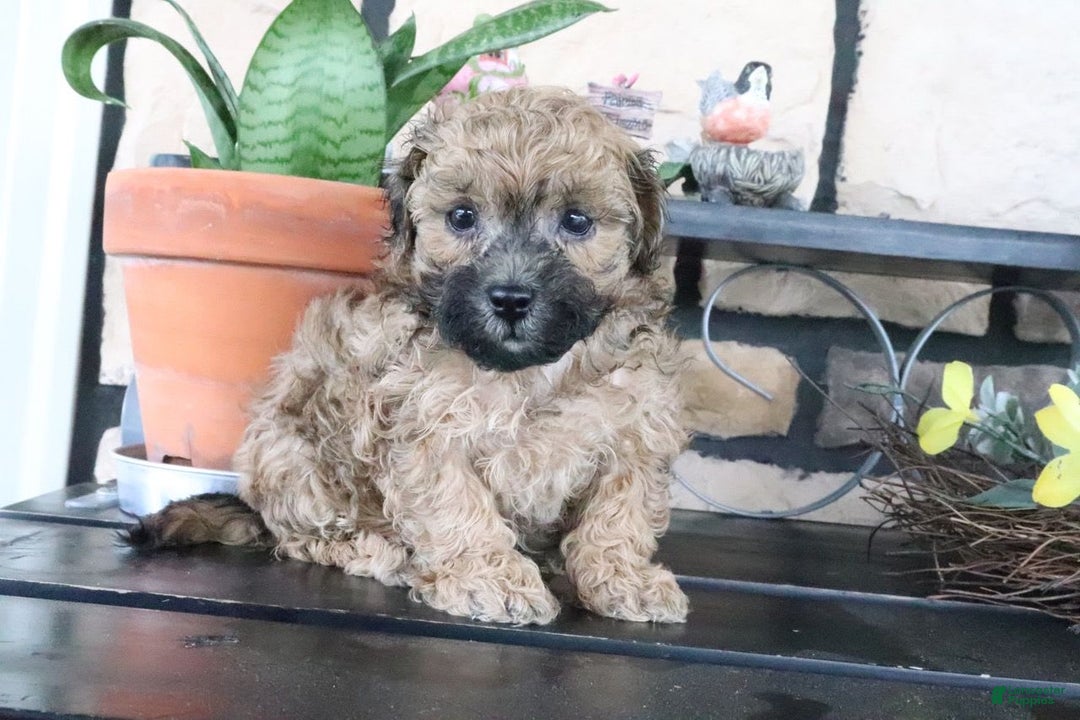 Shihpoo dogs for sale: Shih-Poo 5 puppies - Image 7