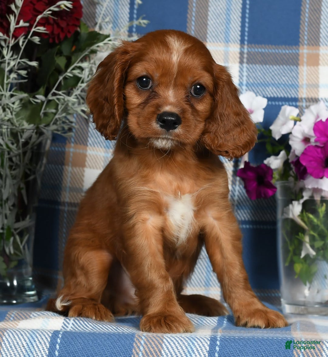 Cavalier King Charles Spaniel dogs for sale: August - Image 1