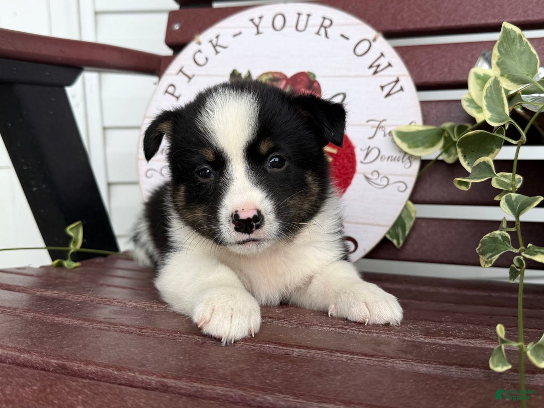 Shiba Inu dogs for sale: Eddy - Image 2