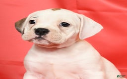 Beabull dogs for sale: Kelly - Image 1