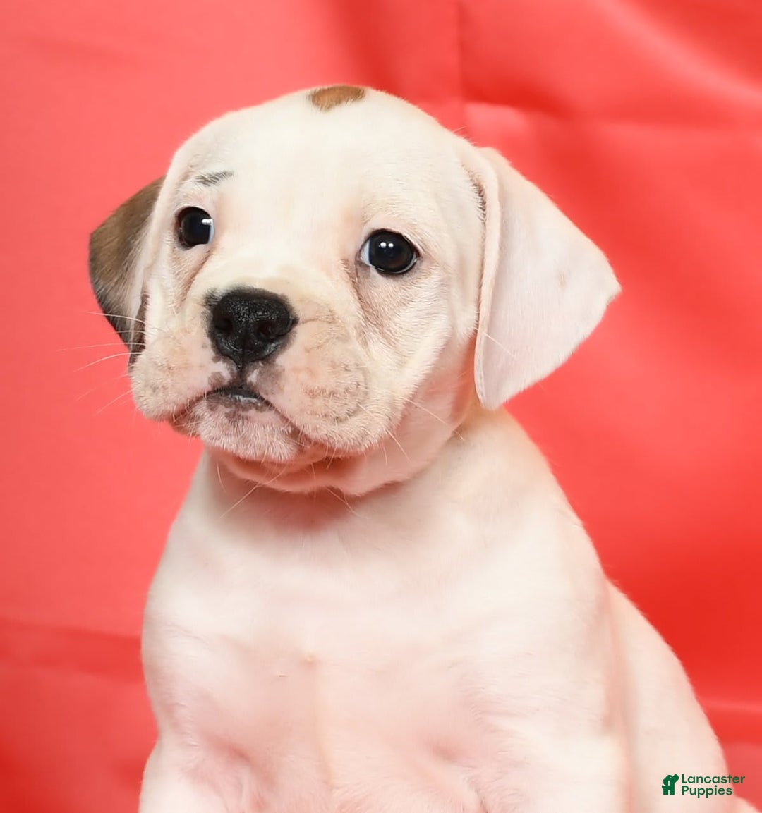 Beabull dogs for sale: Kelly - Image 1