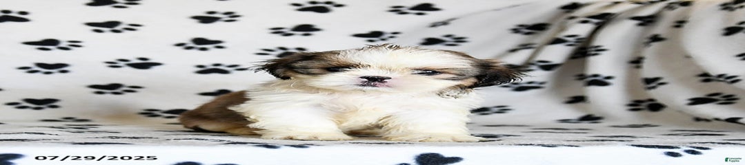 Pepper