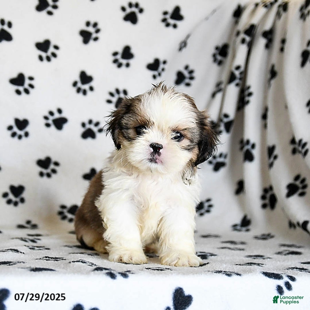 Shih Tzu dogs for sale: Pepper - Image 3