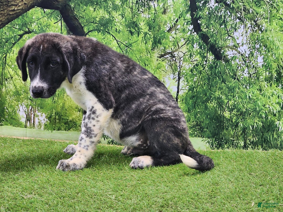 Anatolian Shepherd dogs for sale: AKC Dusty 2025 Male 4 - Image 2