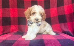 Cavapoo dogs for sale: Jammer - Image 7