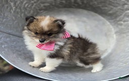 Pomeranian dogs for sale: Kate - Image 4