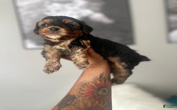 Yorkiepoo dogs for sale: Warrior - Image 2
