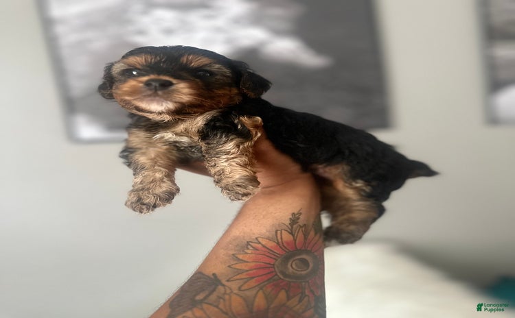 Yorkiepoo dogs - Advert 23