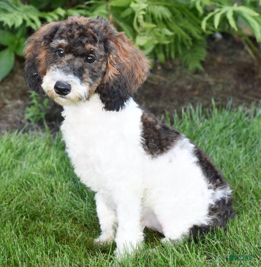 Miniature Poodle dogs for sale: Austin - Image 13