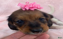 Miniature Dachshund dogs for sale: Baby Cleo - Image 6