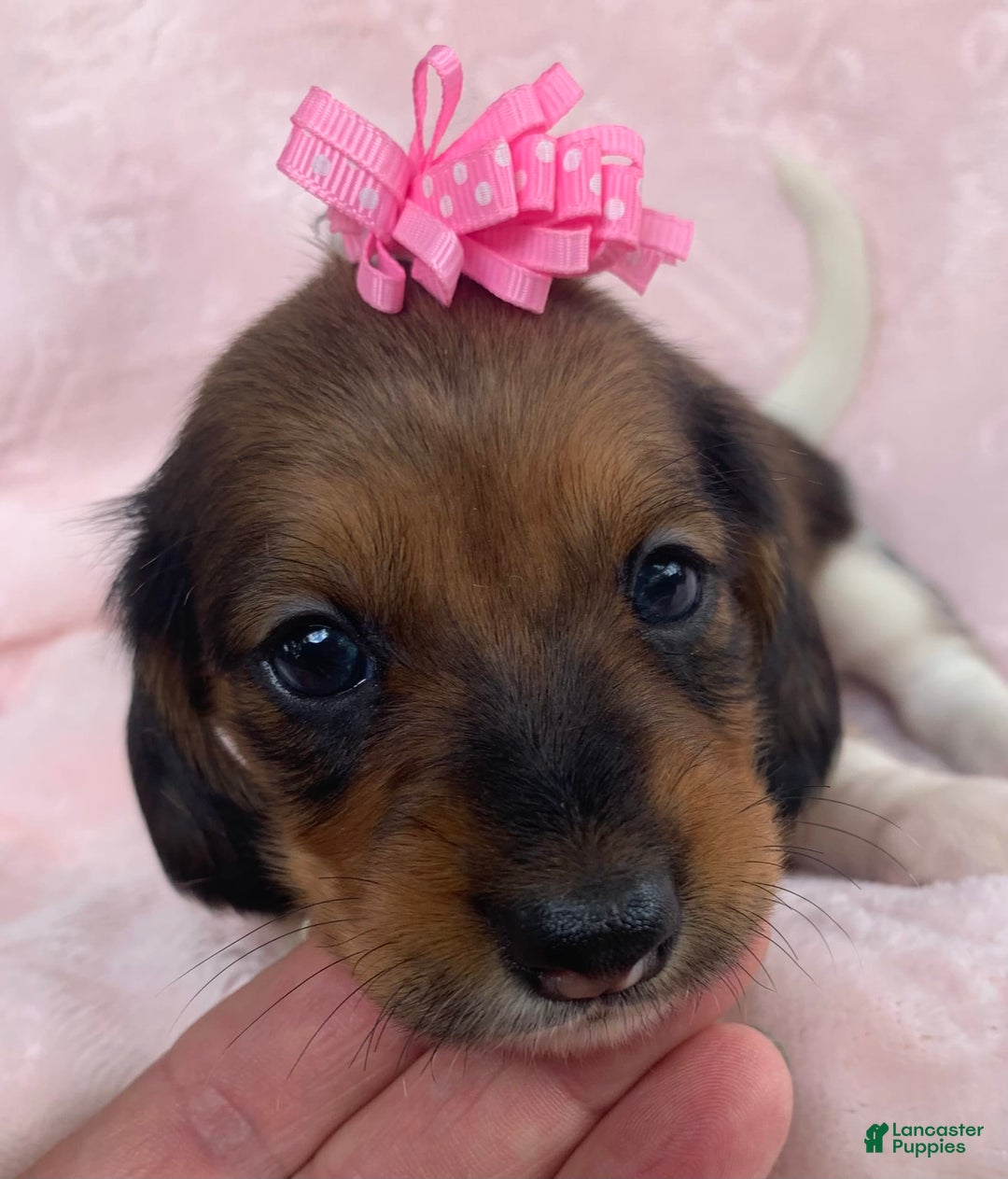 Miniature Dachshund dogs for sale: Baby Cleo - Image 6