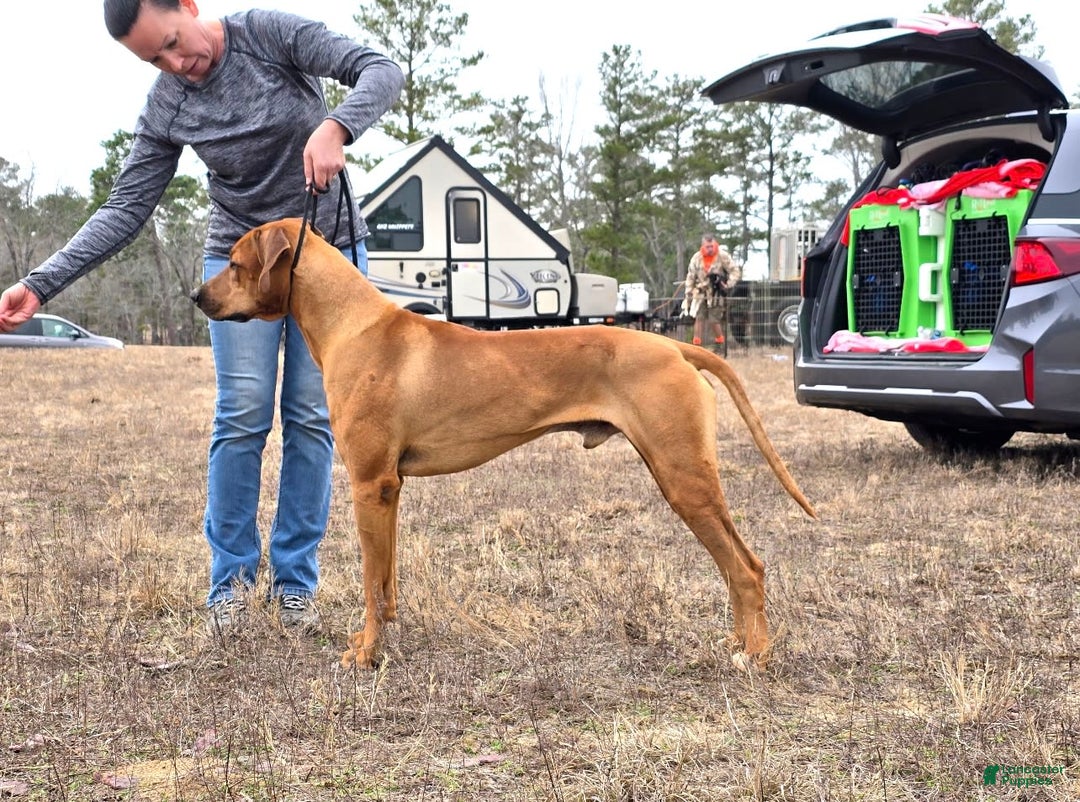 Rhodesian Ridgeback dogs for sale: Purple - Image 6