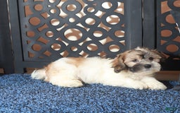 Teddy Bear dogs for sale: Atreus - Image 4