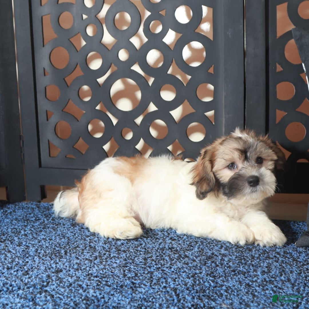 Teddy Bear dogs for sale: Atreus - Image 4