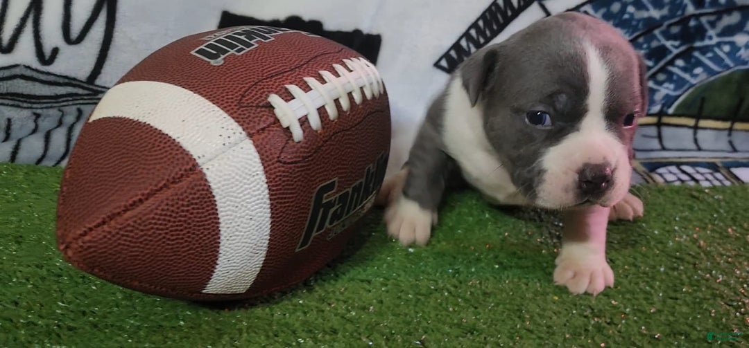 American Bully dogs for sale: Nova - Image 7