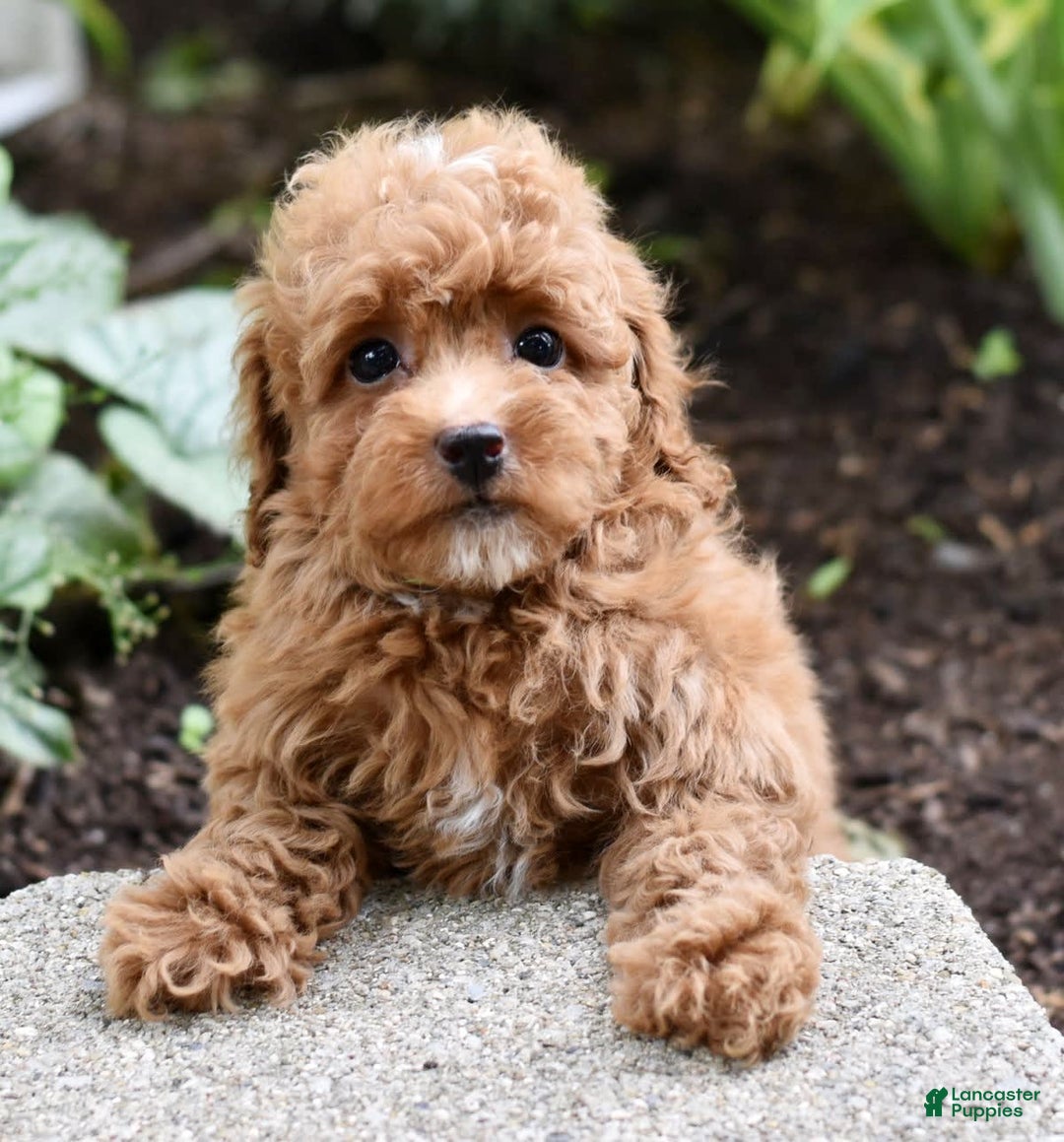 Miniature Poodle dogs for sale: Lucy - Image 3