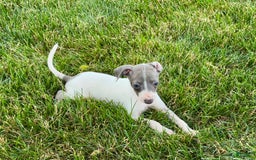 Italian Greyhound dogs for sale: Reggie - Image 8