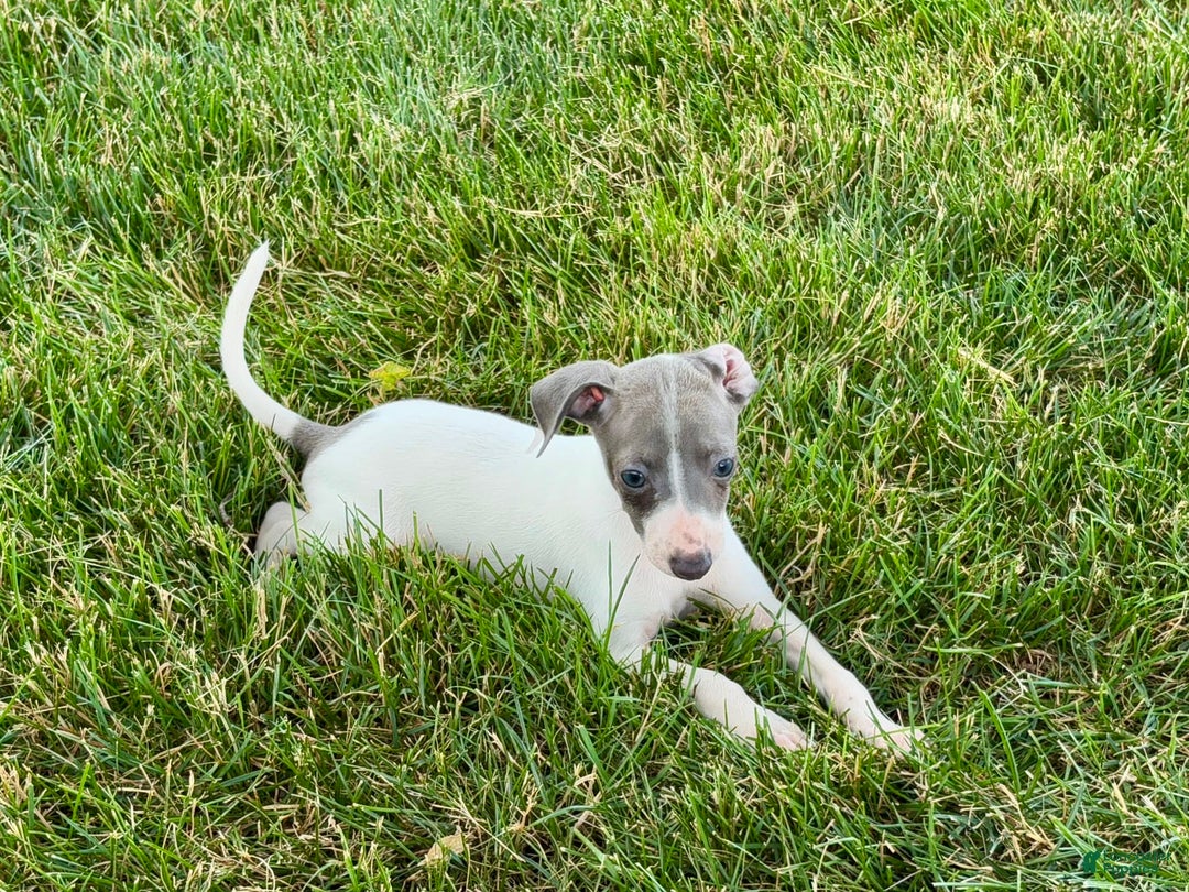 Italian Greyhound dogs for sale: Reggie - Image 8