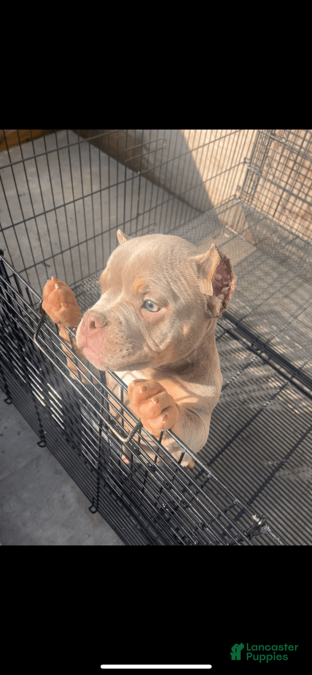 American Bully dogs for sale: Lance - Image 22