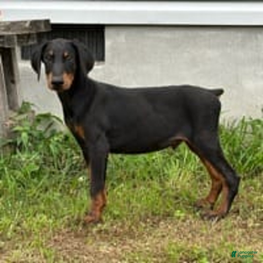 Doberman Pinscher dogs for sale: Hunter - Image 7