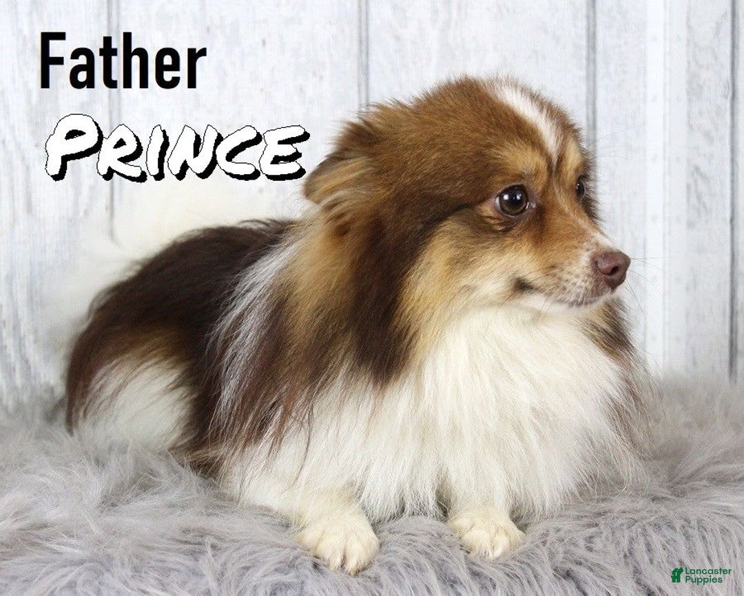 Pomeranian dogs for sale: Ivy - Image 11
