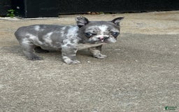 French Bulldog dogs for sale: Mila - Image 4
