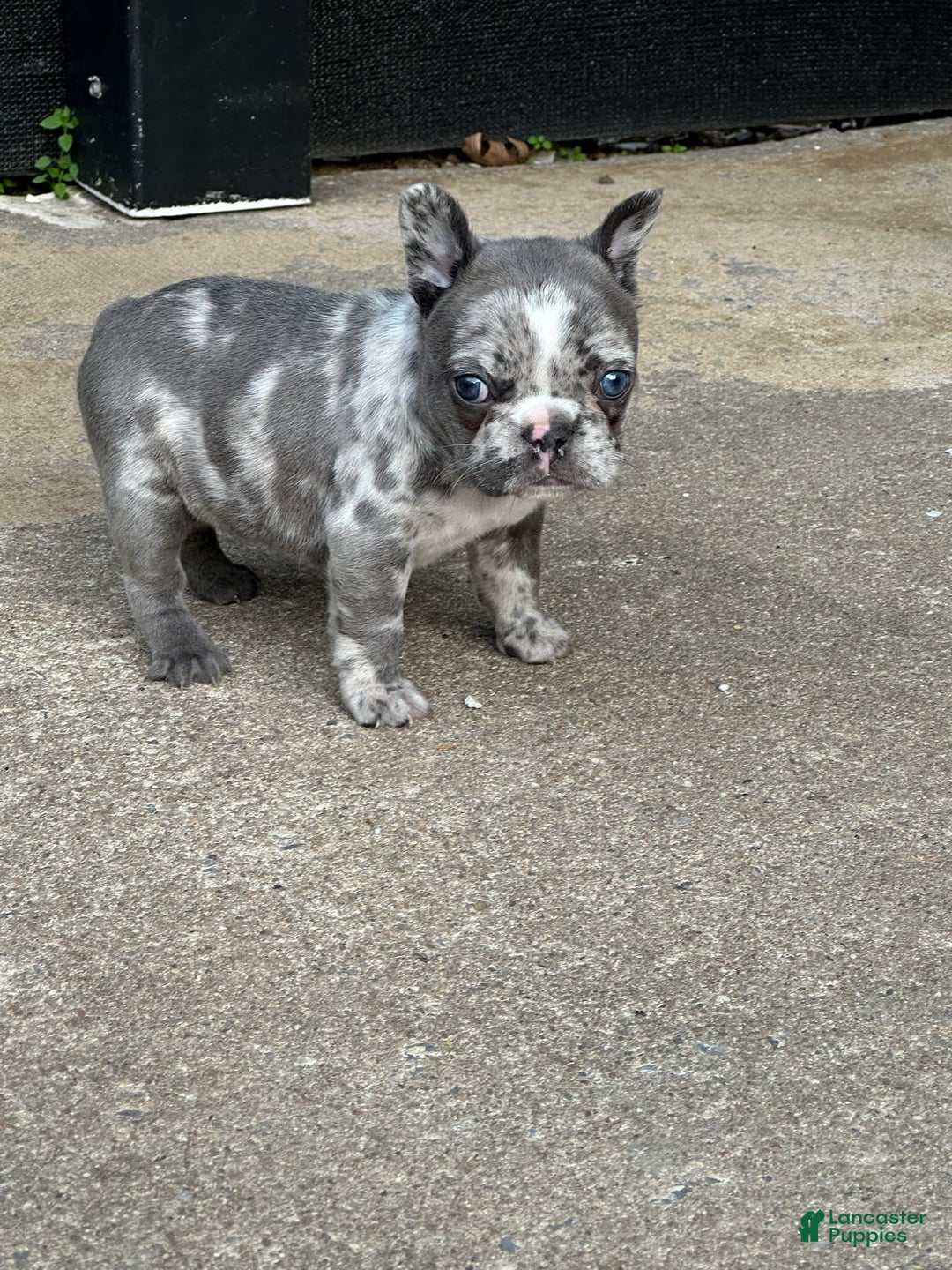 French Bulldog dogs for sale: Mila - Image 4