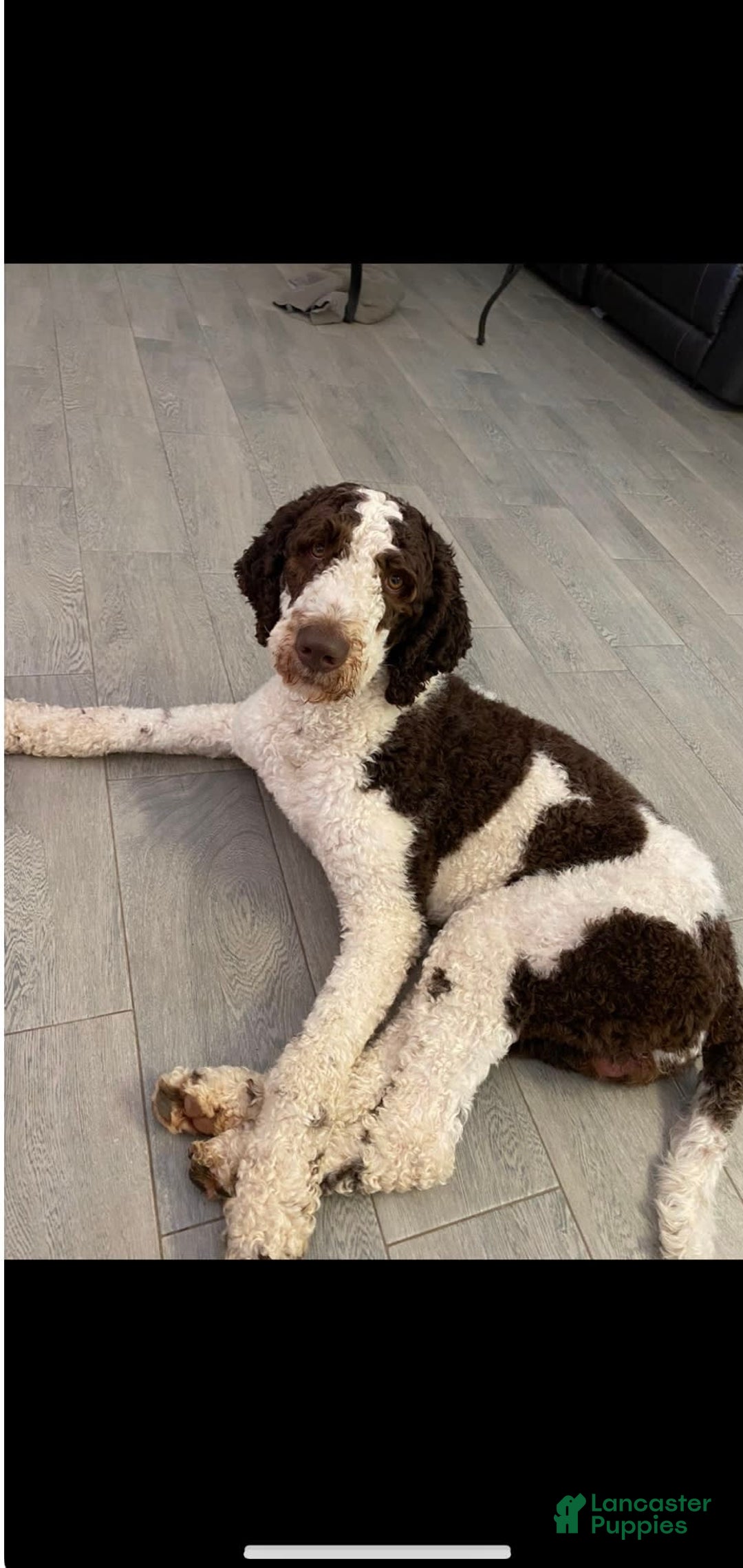 Goldendoodle dogs for sale: Noodle - Image 3