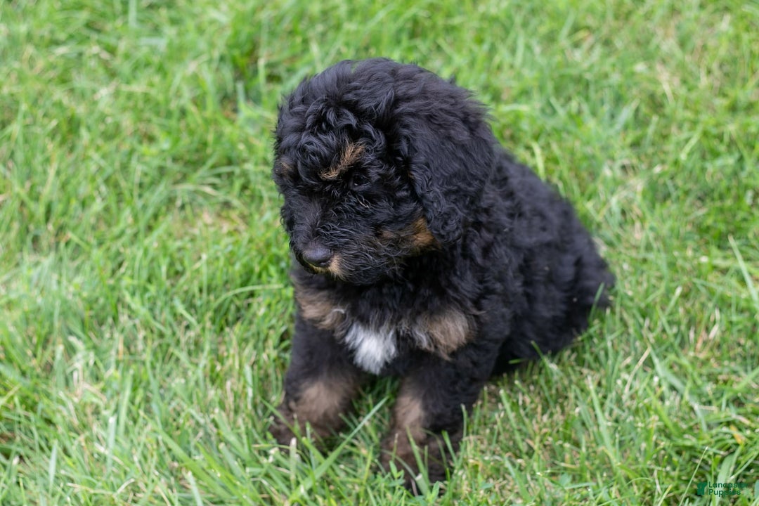 Bernedoodle dogs for sale: Ginger - Image 4