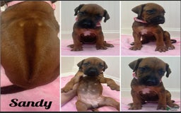 Rhodesian Ridgeback dogs for sale: Sandy - Image 5