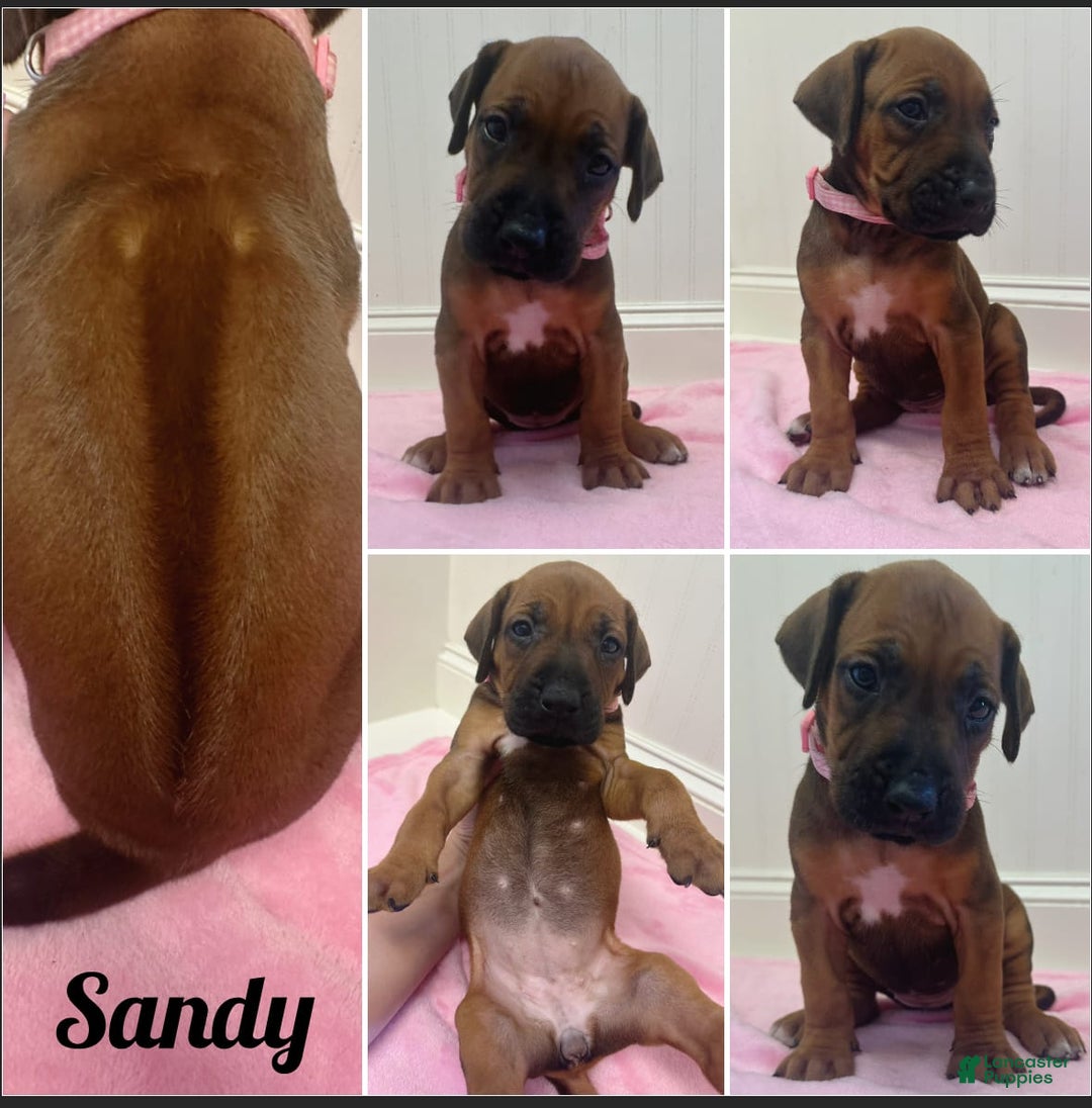 Rhodesian Ridgeback dogs for sale: Sandy - Image 5