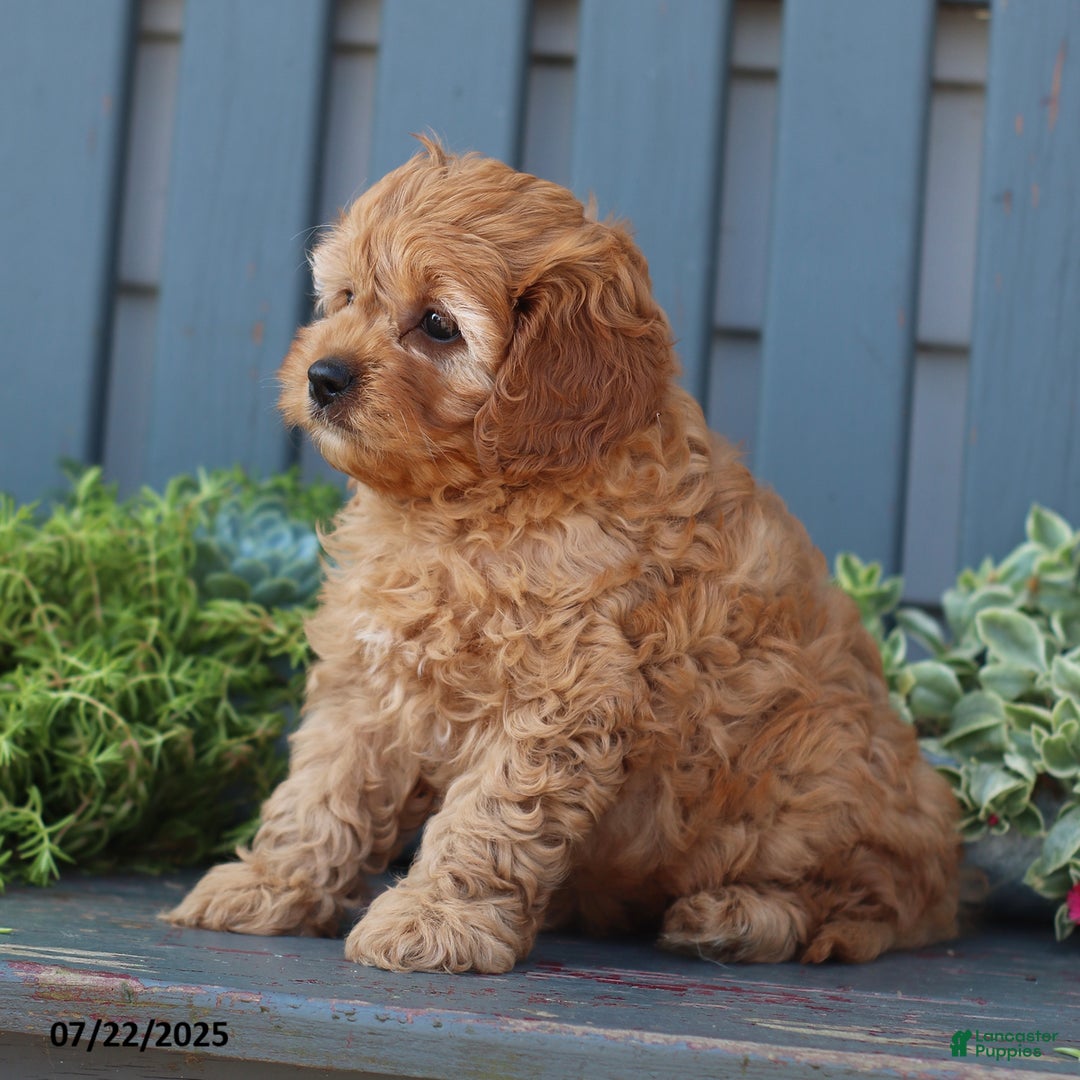 Cavapoo dogs for sale: Mia - Image 3