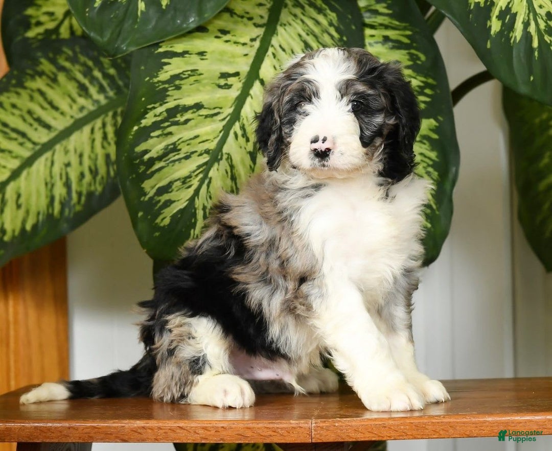 Aussiedoodle dogs for sale: Tucker - Image 8