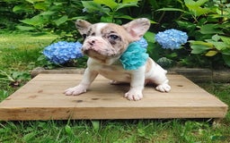 French Bulldog dogs for sale: Athena Akc - Image 23