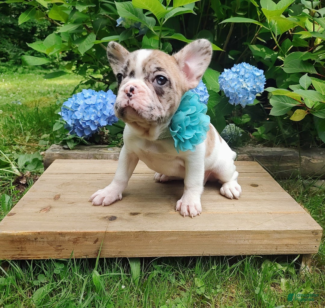 French Bulldog dogs for sale: Athena Akc - Image 23